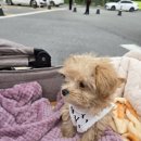 루이동물미용 이미지