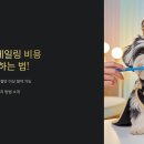 강아지 스케일링 비용 50% 절약하는 법! 치과 진료 대신 셀프 케어하는 방법