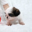 부산강아지분양 알프펫 이미지