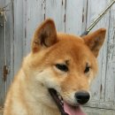 월드켄넬 이미지