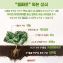 이롬생식 이미지