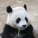 바오 이미지