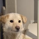 [임보처구함/입양홍보] 순둥순둥 토루 가족 찾기 프로젝트 🐾 이미지