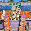 베라데로 | [태안] 안면도 애견동반 숙소 베라데로 후기 | 태안 애견동반 여행