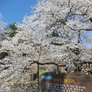 용원정 화장실 | 거창여행 벚꽂명소 용원정 쌀다리 벚꽃개화상태