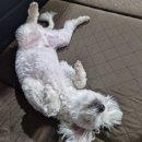 난다몽 일산애견유치원&호텔 | 일산 파주 강아지 유치원,애견호텔 | 베베펫플레이그라운드 대만족 후기 🐶