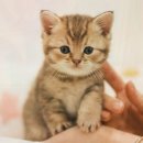 부산고양이분양 퍼스트캣 부산점 | 부산고양이분양 퍼스트캣 부산점, 귀여운 고양이를 만나는 즐거움!