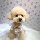 달고나 펫살롱 이미지