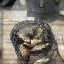 행복 낚시터 이미지