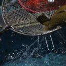 광어한마리 이미지