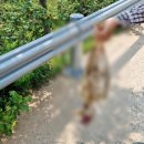 들개농장 이미지