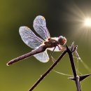 원동물병원 이미지