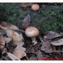 황토버섯 이미지