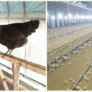 권일농장 이미지