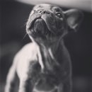 Jena house 이미지