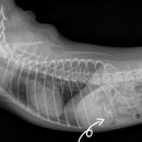 아지동물병원 이미지