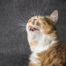 25시 동물병원 이미지