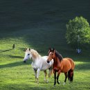 그해여름 이미지