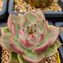 코델리아 이미지