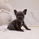 오독안심분양센터 강아지분양 고양이분양 인천점 이미지