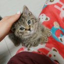 낭만고양이(강서점) 이미지