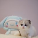 양주고양이분양 모나미네코 옥정신도시점 이미지