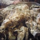 해물왕거제도굴구이 이미지