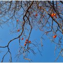 소리나무(주) 이미지