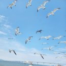 섬사랑펜션민박 이미지