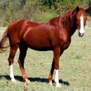 적토마 짐 이미지