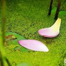 초록풍경 이미지