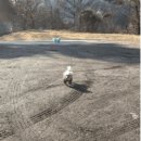 산호애견 이미지