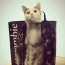 브레드킹