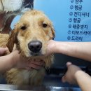 골든셀프워시 이미지