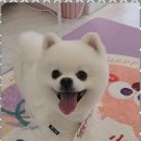 펫러버 그루밍 이미지