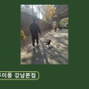 시바견 분양 루이몽 강남본점 네이버블로그
