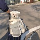분당 강아지 유치원 같이할개 분당점 솔직 후기｜1살 말티즈 일일체험부터 알림장까지 리얼 리뷰...
