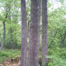 대전비래초등학교 이미지