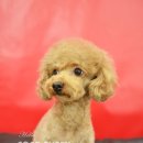 헬로펫샵 이미지