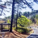 다비숲공원 티스토리