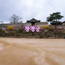 창경궁 입장료 다양한 봄꽃 산책 후기
