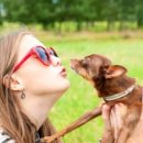 뽀뽀애견 이미지