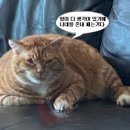 야 이미지