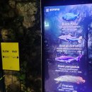 마이다스랩 | [잠실 놀거리] 바다 대신 수족관 실내 데이트 아이와 가기, 롯데월드 아쿠아리움 feat. 벨루가 &amp; 수달