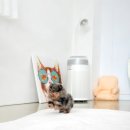 캣 앤 독 두드림 반려견 까페 | 하남포메라니안분양 따뜻한 만남