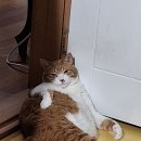 거만한 포즈 이미지