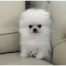 강아지와 고양이 이미지