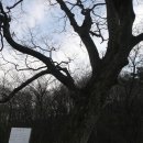 북산의 야생앵두와 까마귀밥나무 ㅡ 그리고.. 4.3일 이미지