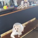 (주)피터펫 이미지