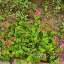 여우꼬리 이미지